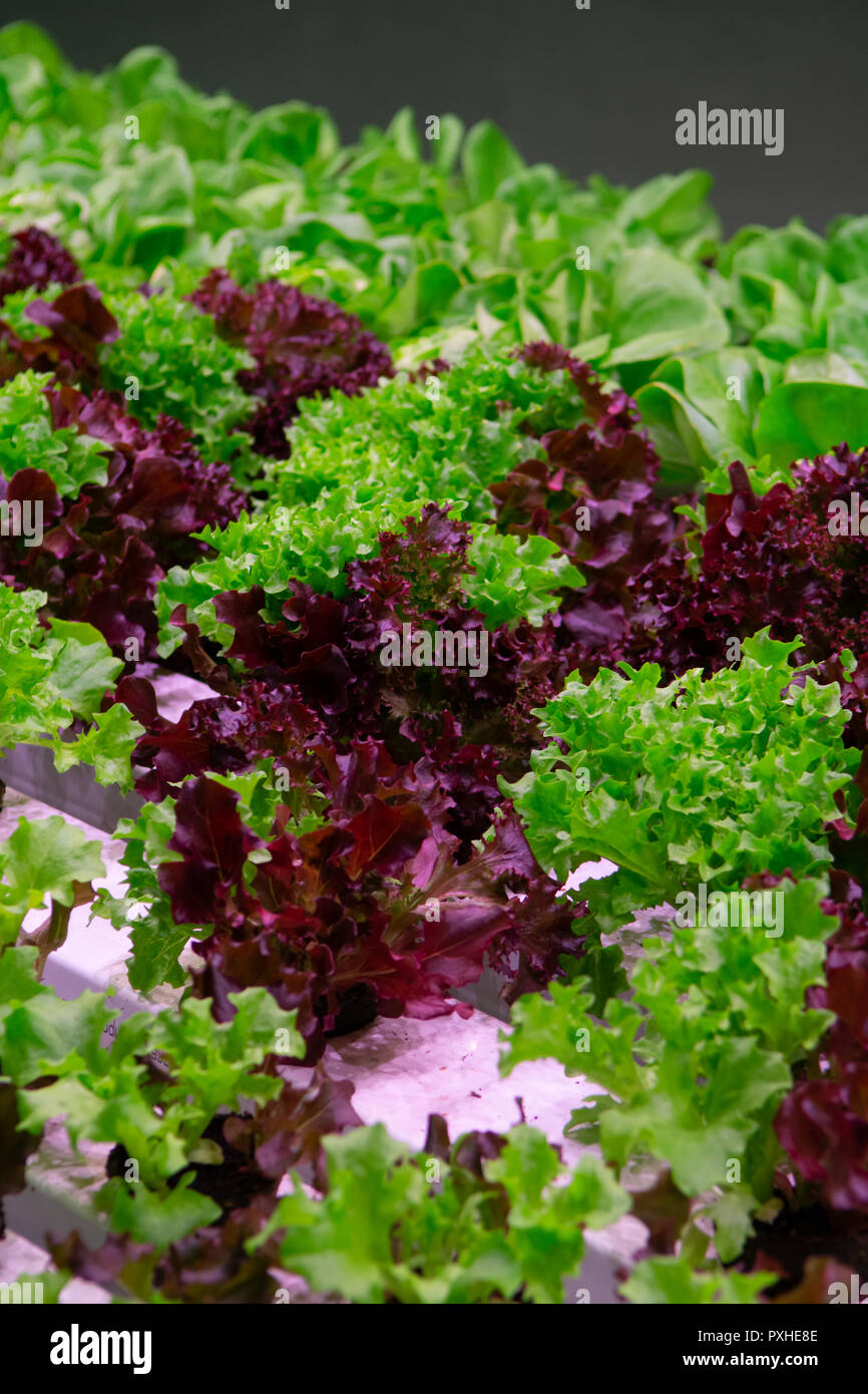 Growth stages of green lettuce, cultivation of green butterhead and oak bio lettuce uses