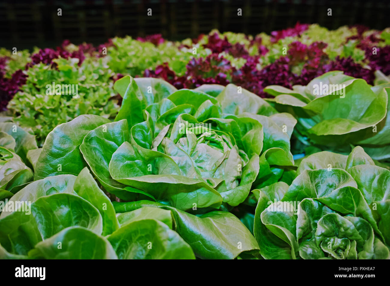 Growth stages of green lettuce, cultivation of green butterhead and oak bio lettuce uses