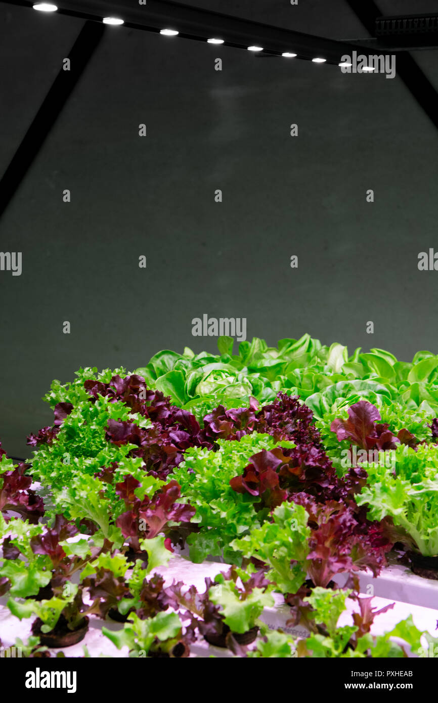 Growth stages of green lettuce, cultivation of green butterhead and oak