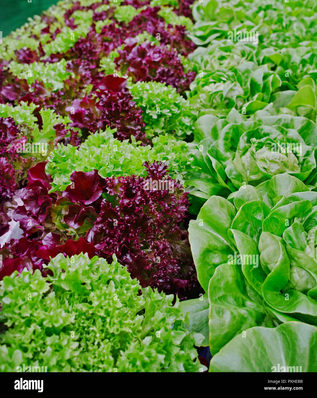 Growth stages of green lettuce, cultivation of green butterhead and oak bio lettuce uses