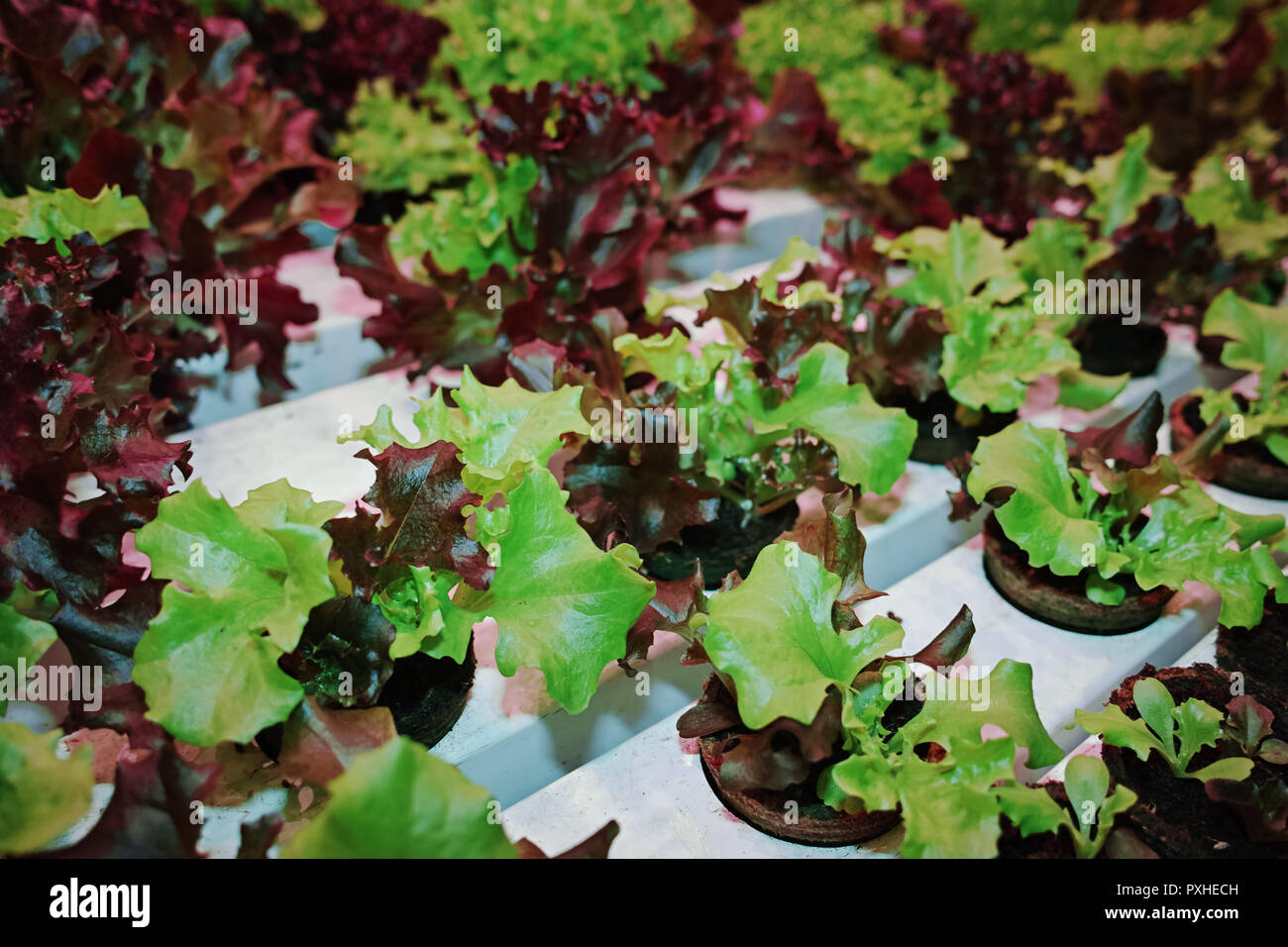 Growth stages of green lettuce, cultivation of green butterhead and oak bio lettuce uses