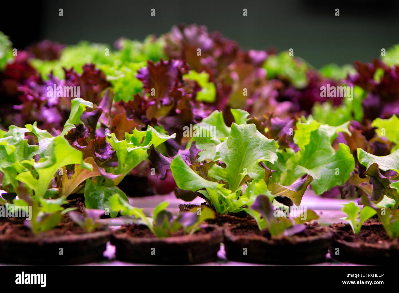 Growth stages of green lettuce, cultivation of green butterhead and oak bio lettuce uses