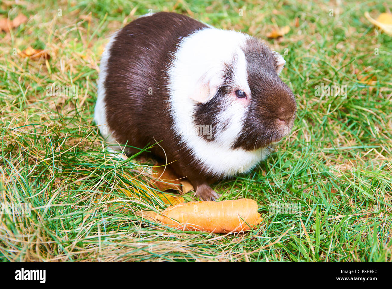Guinea pig pet animal sitting outdoors in autumn leaves Stock Photo Alamy