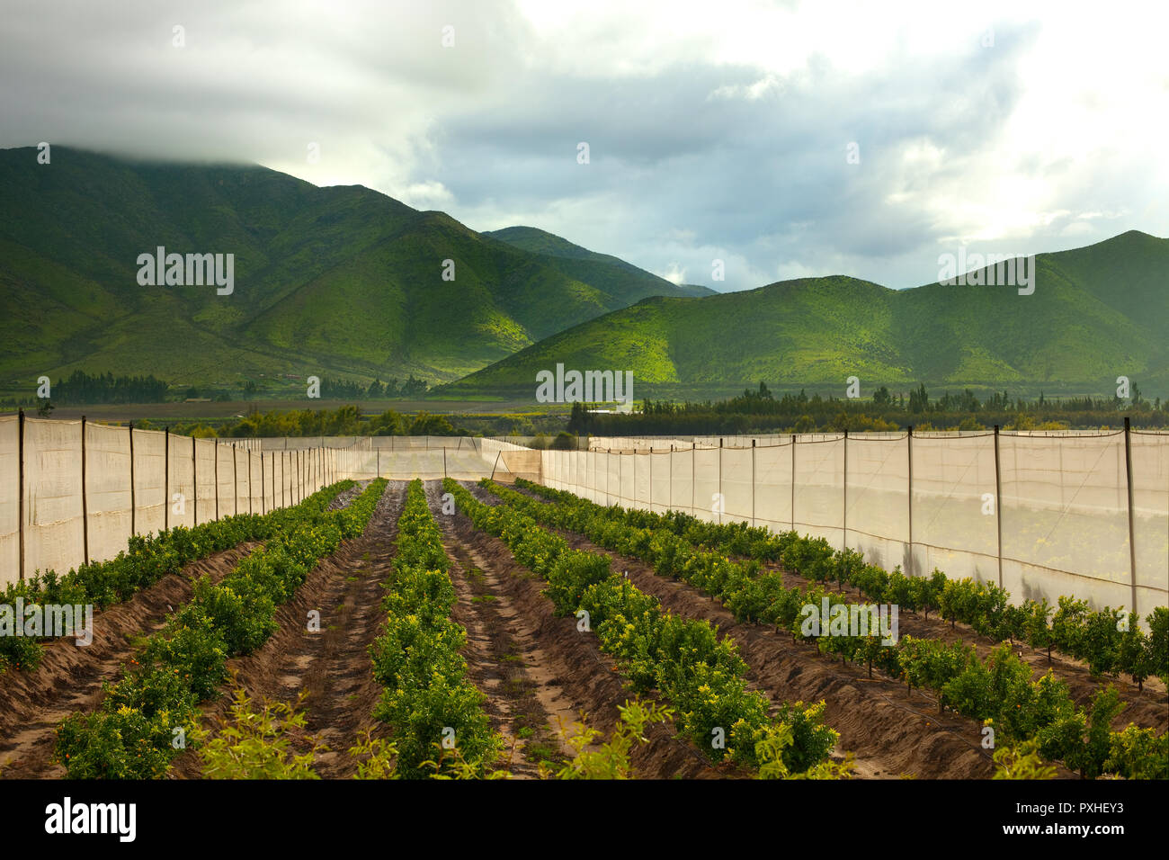 Orange orchards at Elqui Valley, Coquimbo region, Chile Stock Photo