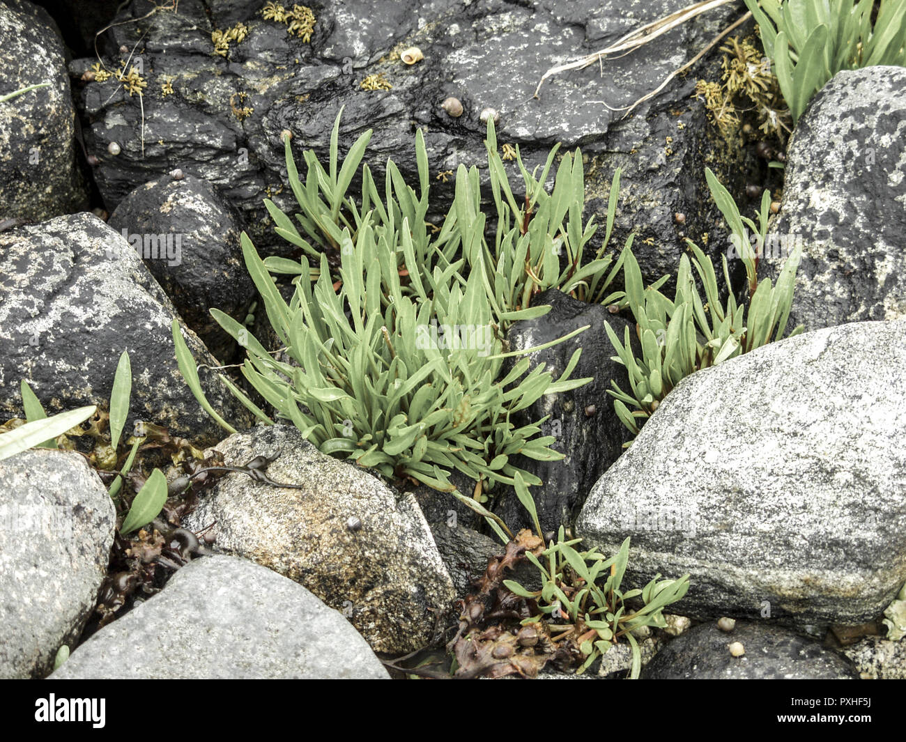 stones and green plants Stock Photo - Alamy