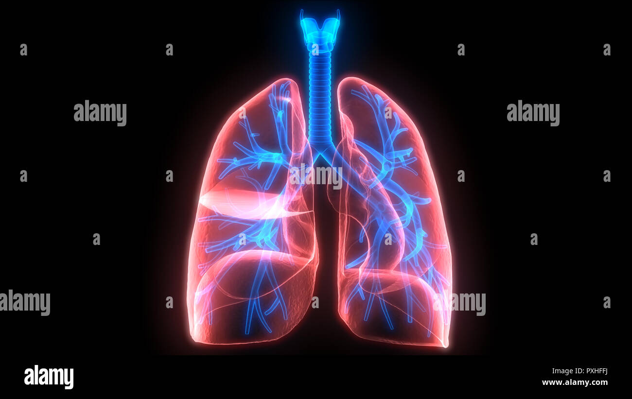 Human Respiratory System Anatomy Stock Photo