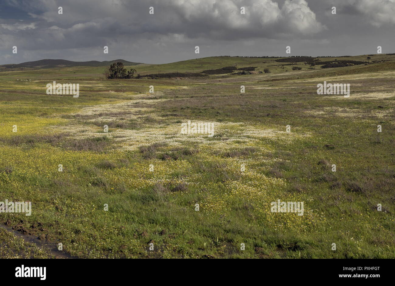 Flowery steppe grassland in spring on the Castro Verde plains near Guerreiro, south-east Portugal. Stock Photo