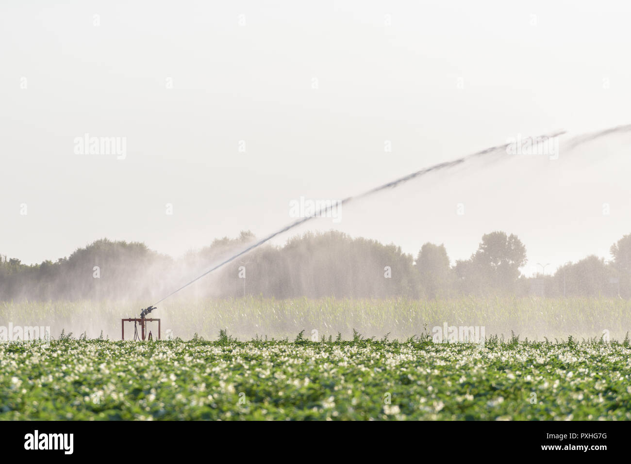 A sprinkler is watering a field with potatoes in the Netherlands during a period of extreme drought in the summer of 2018. Stock Photo