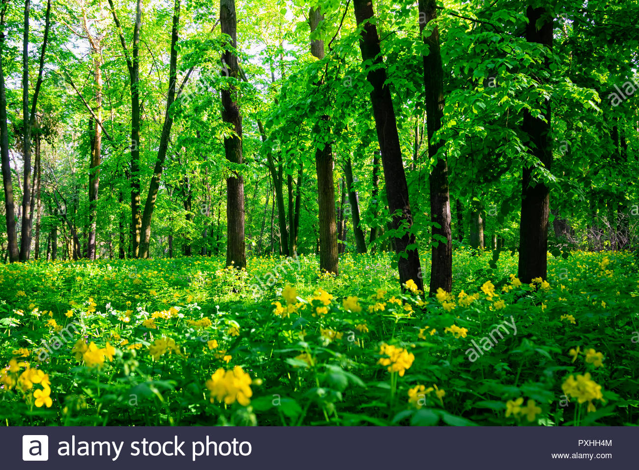 Beautiful Green Forest Landscape In Summer Nature Scenery With Yellow Wild Flowers Stock Photo Alamy