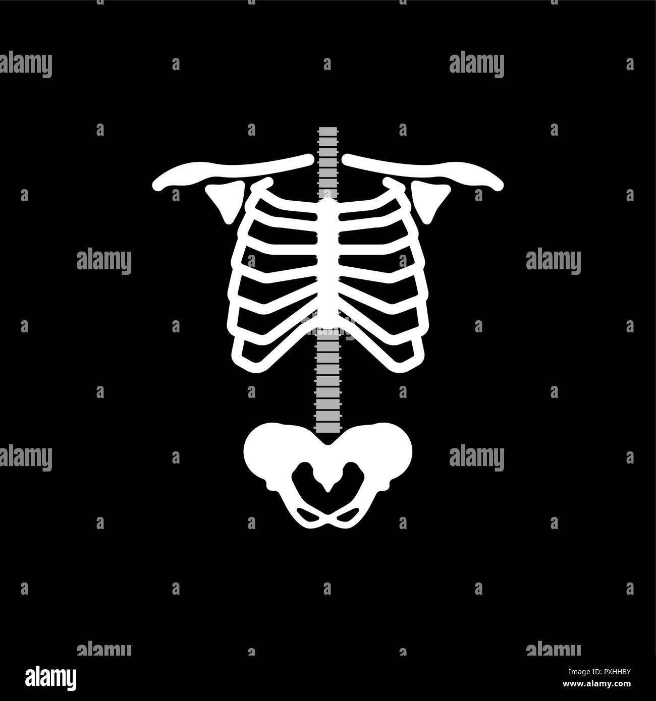 Rib cage. Ribs spine and hip bone. Skeleton anatomy human. Skeletal system cross section. vector illustration Stock Vector