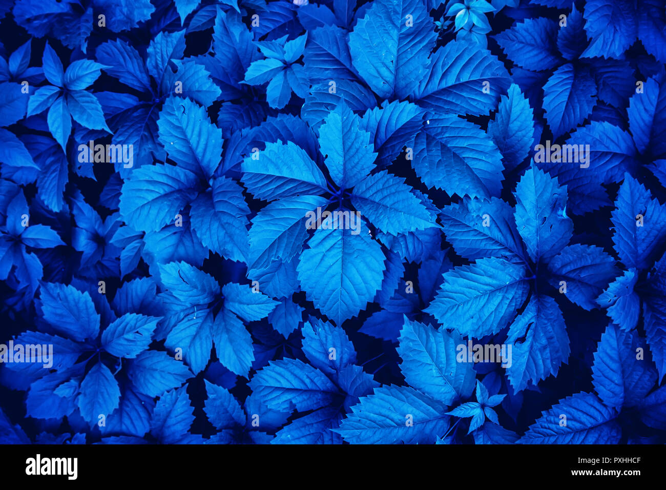 Blue leaves of nature plants. Abstract background Stock Photo - Alamy