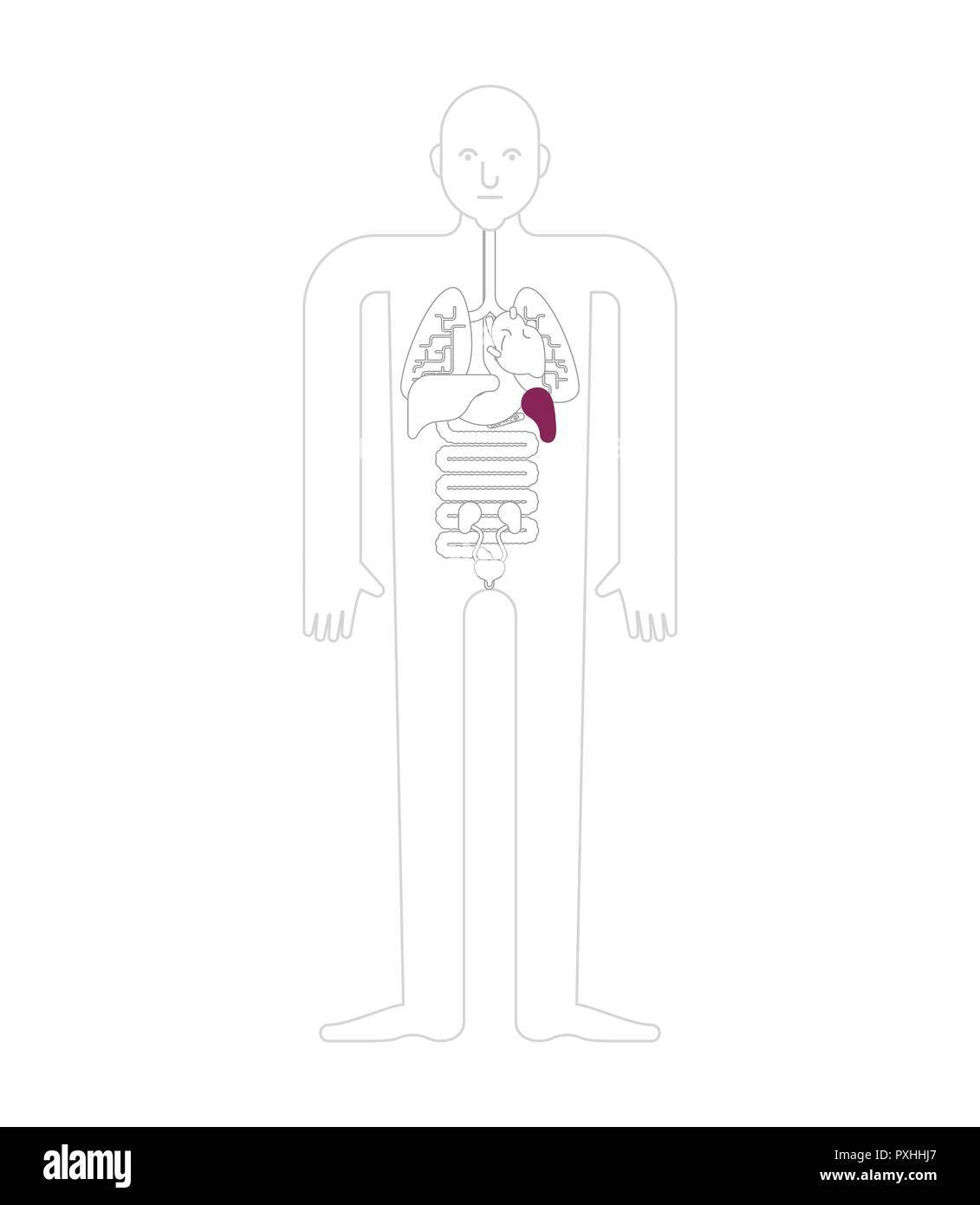 Spleen Human anatomy. Gastrointestinal tract Internal organs. Systems of man body and organs. medical systems. vector illustration Stock Vector