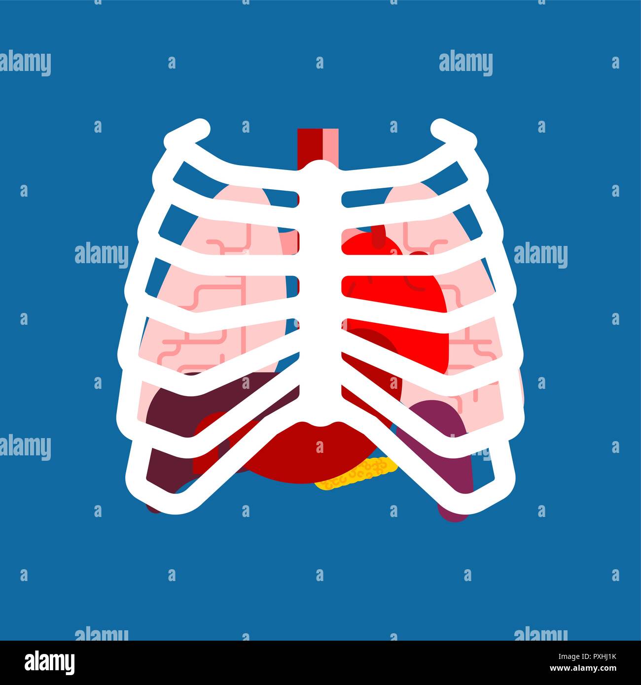 Rib cage and Internal organs. Human anatomy. Systems of man body and organs. medical systems. Lungs and Heart. Liver and Stomach. vector illustration Stock Vector