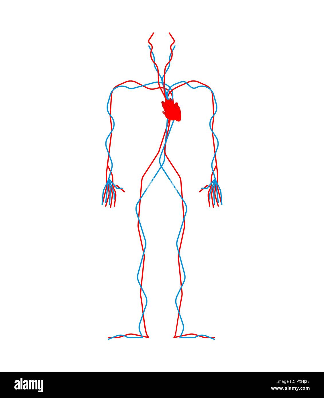 Human Anatomy Chart Organs