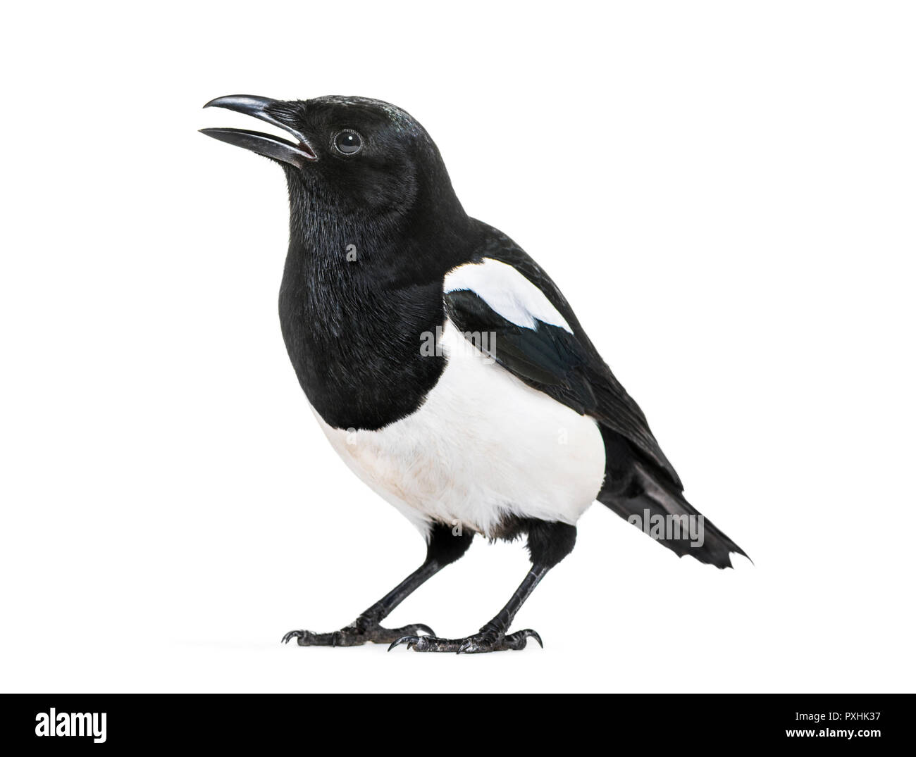 Common Magpie, Pica pica, in front of white background Stock Photo