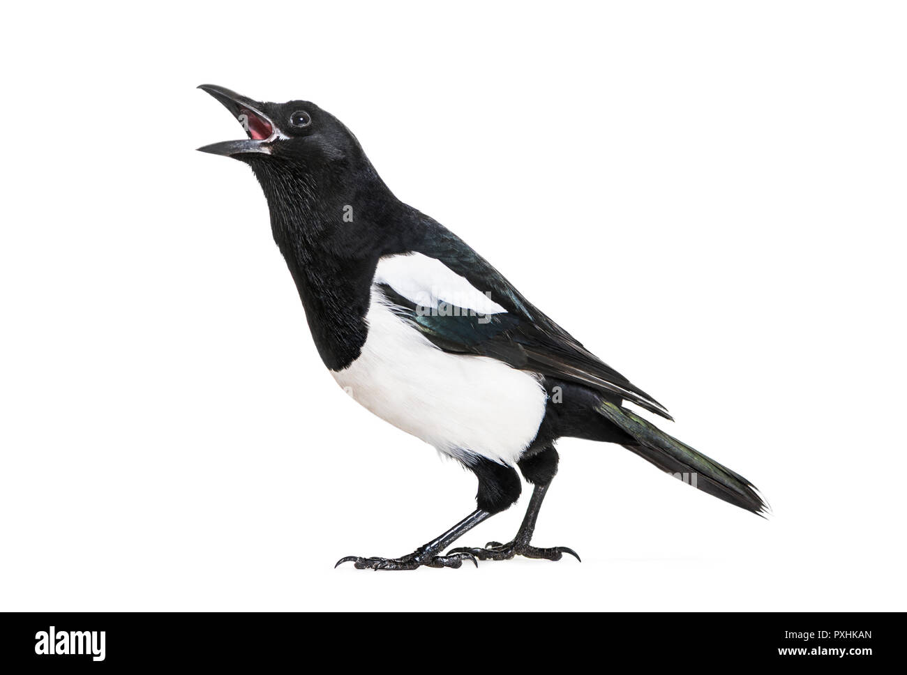Common Magpie, Pica pica, in front of white background Stock Photo
