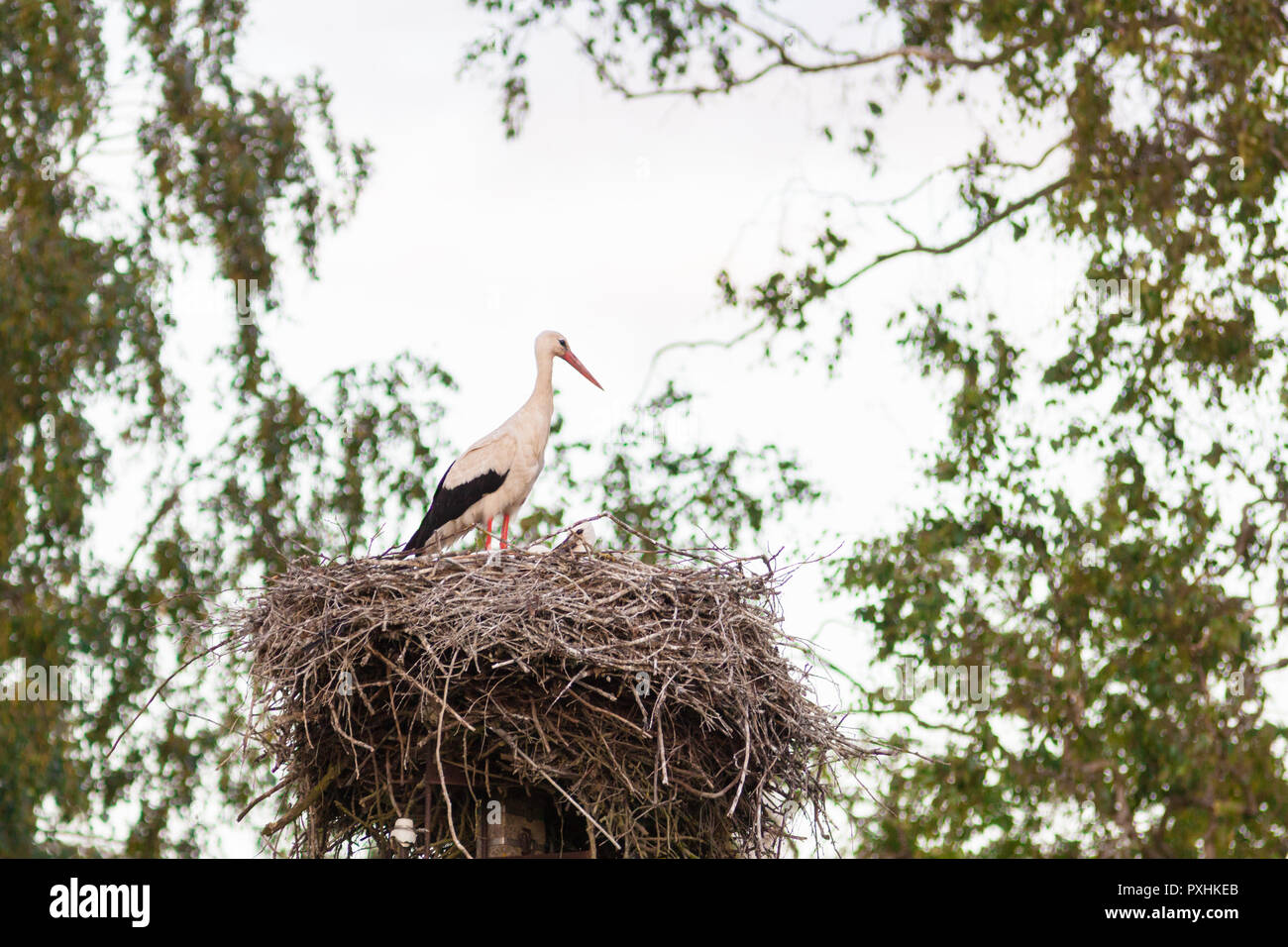 A female stork is standing on a large nest Stock Photo