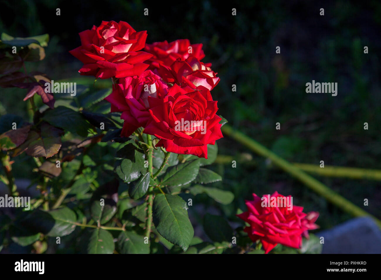 A bright red blossoming roses in the garden. Beautiful red rose bush ...