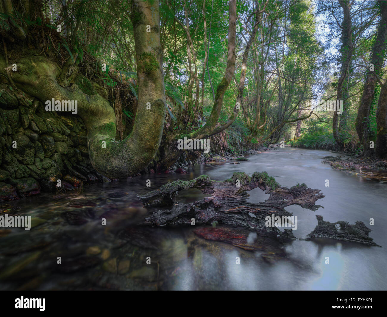 A living tree and a dead one take fantastic forms in the Oribio river, Triacastela, Galicia Stock Photo