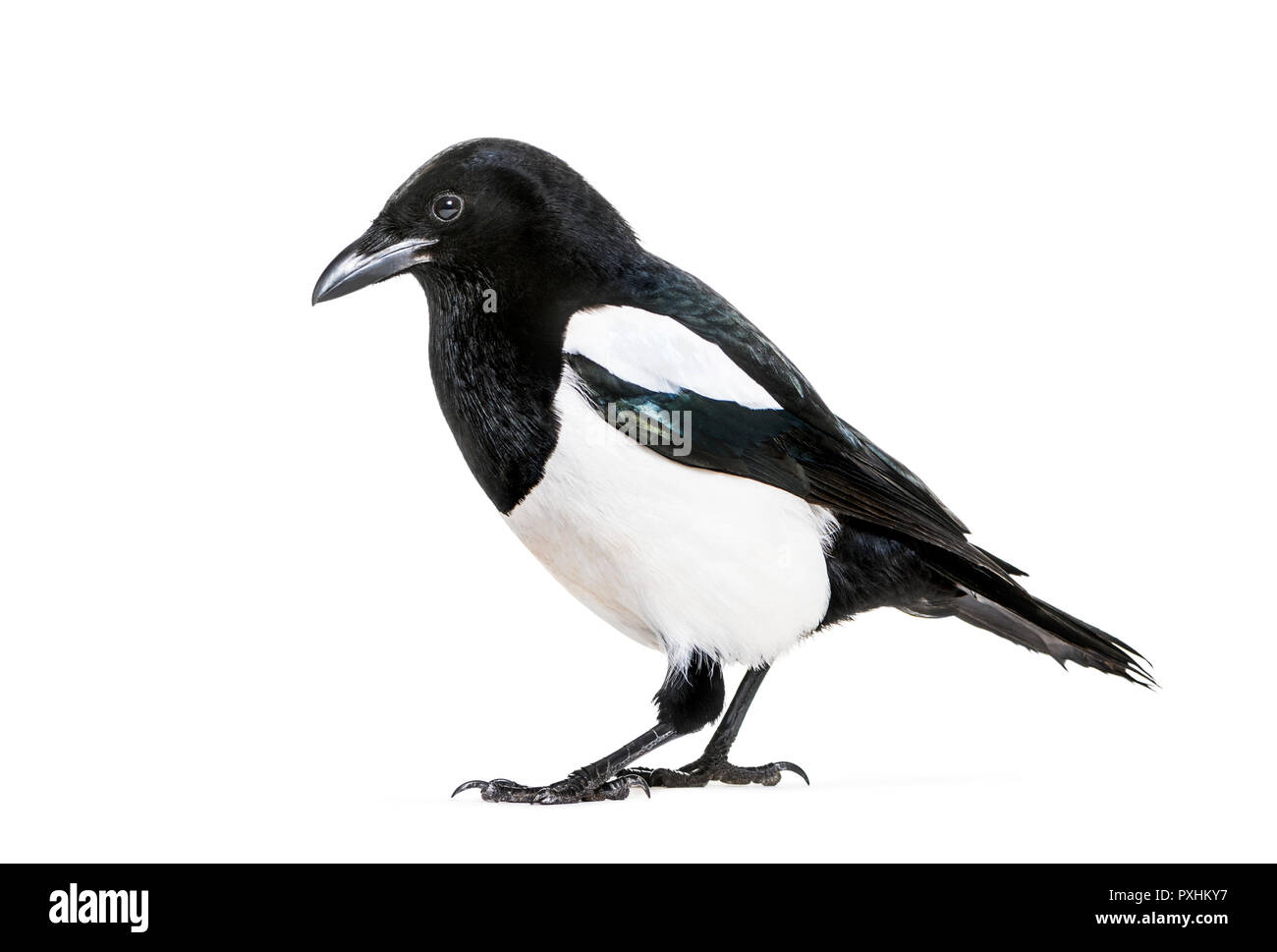 Common Magpie, Pica pica, in front of white background Stock Photo