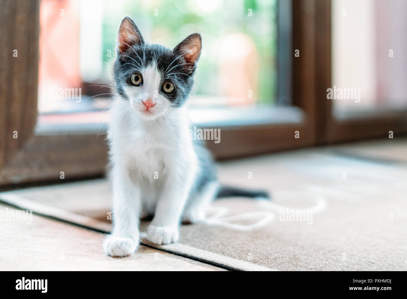 Cute Baby Cat Portrait At Home Stock Photo - Alamy