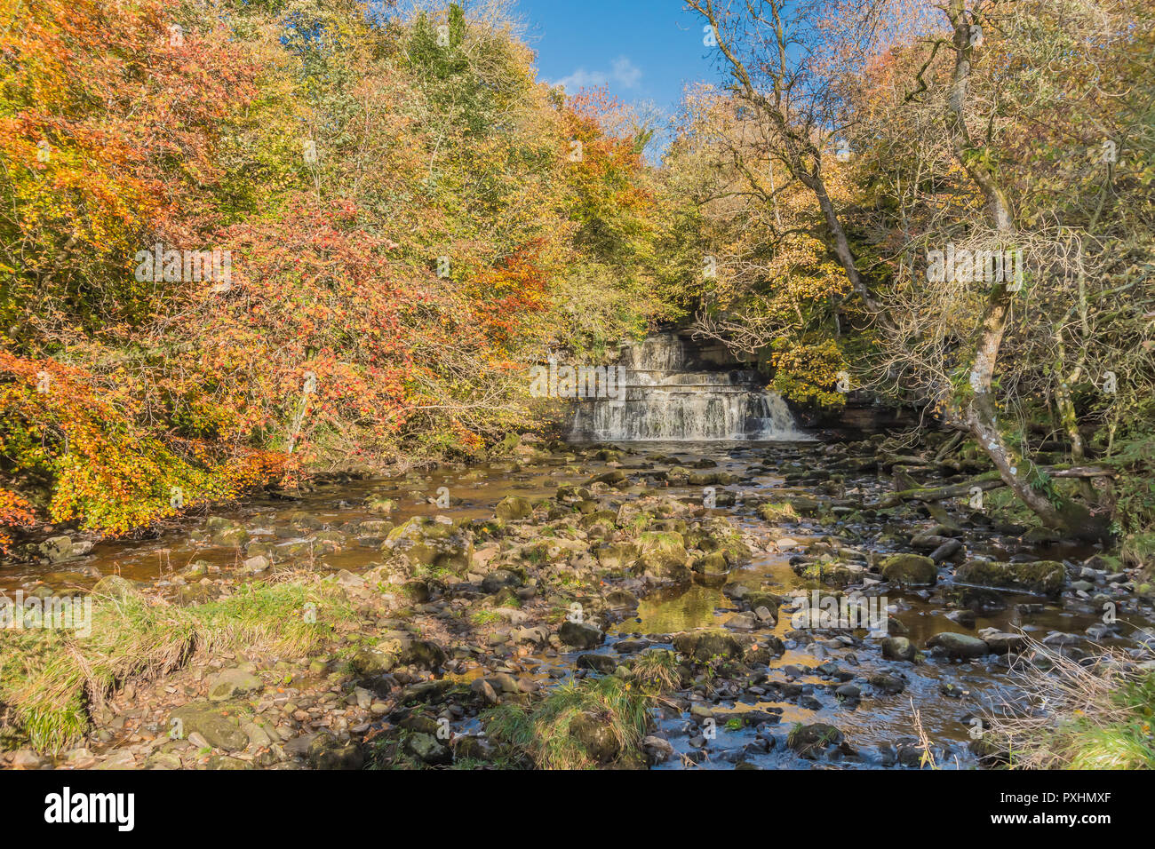 Yorkshire Dales National Park autumn landscape, vivid autumn colours at Cotter Force Waterfall, Hawes, Wensleydale, UK Stock Photo