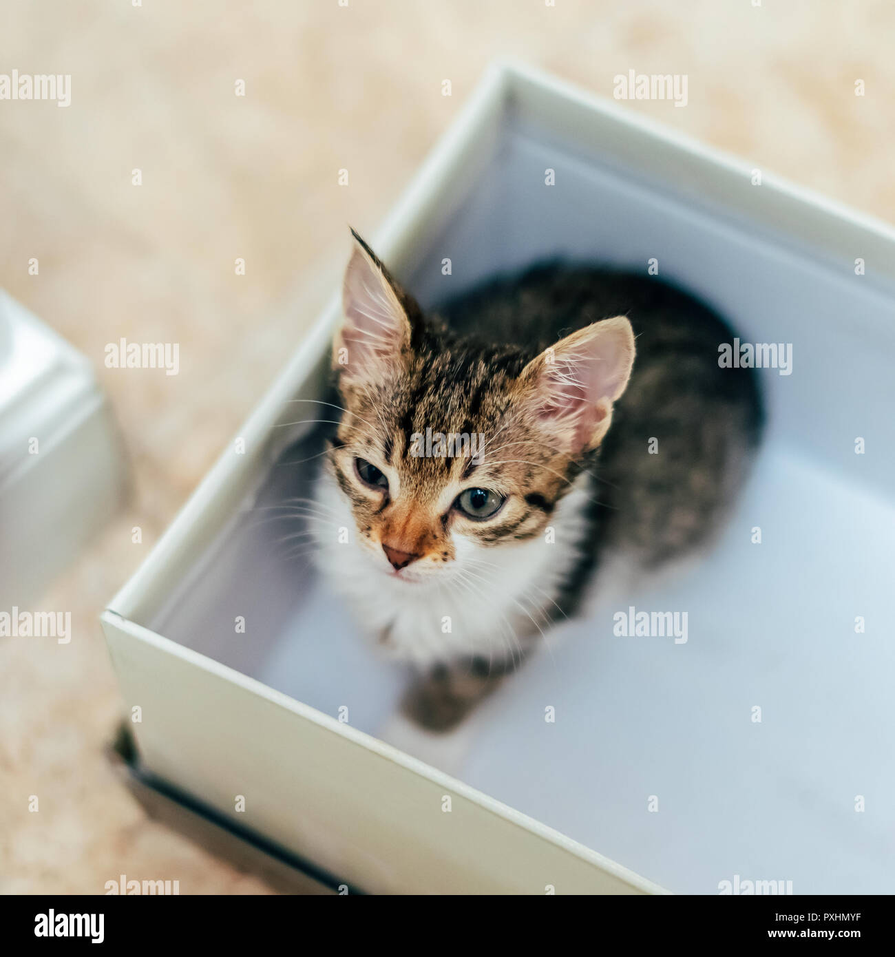 Cute Baby Cat In Small Box At Home Stock Photo