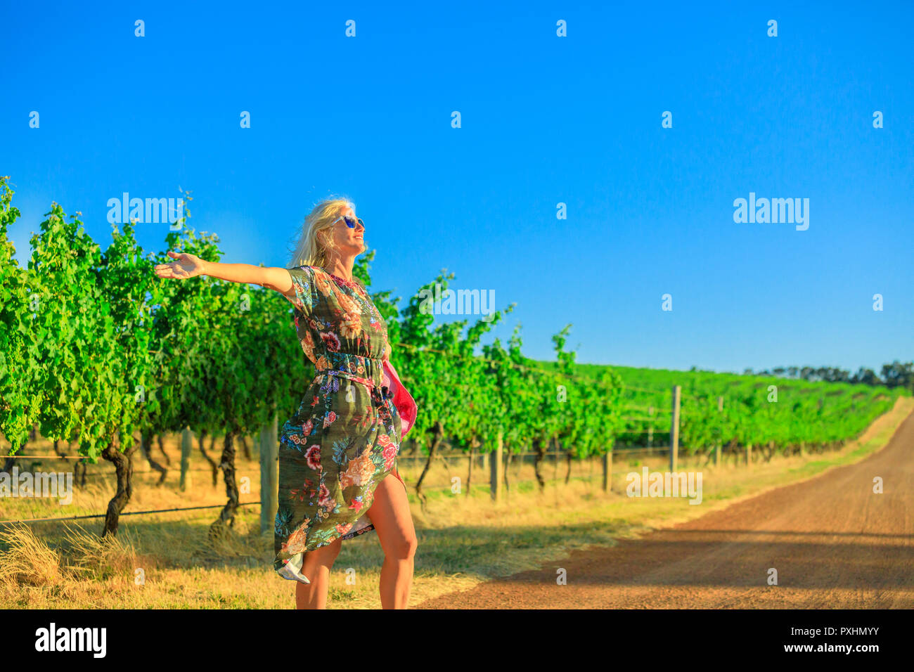 Australian vineyard. Carefree blonde woman with open arms enjoys the harvest at Wilyabrup in Margaret River known as the wine region in Western Australia. Vineyard winery grape picking. Stock Photo