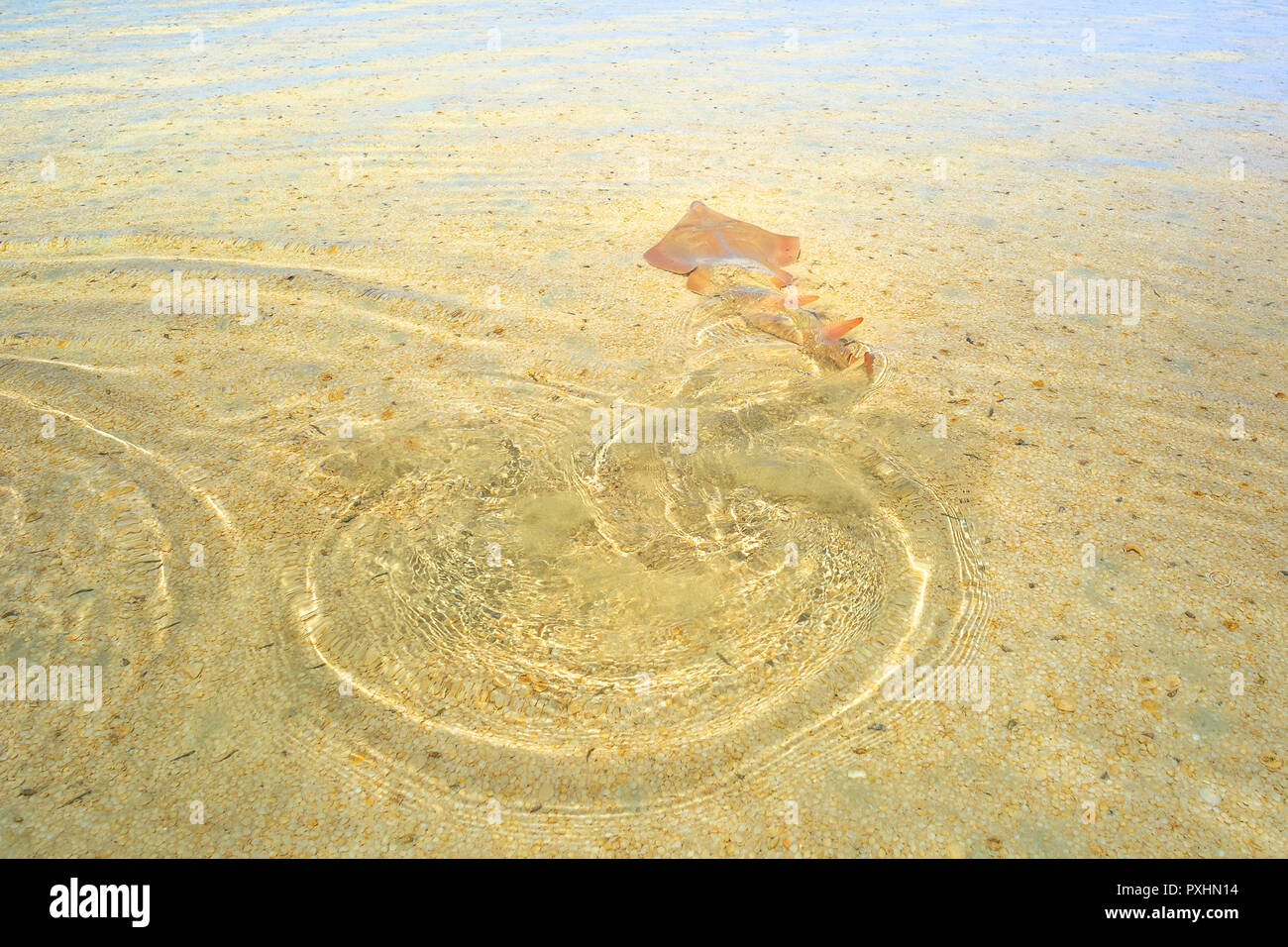 A Guitarfish or Rhynchobatus Australiae swims away at low tide at Shell Beach in the Shark Bay World Heritage Area. Shell is famous for shells and clear waters. Western Australia near Denham. Stock Photo