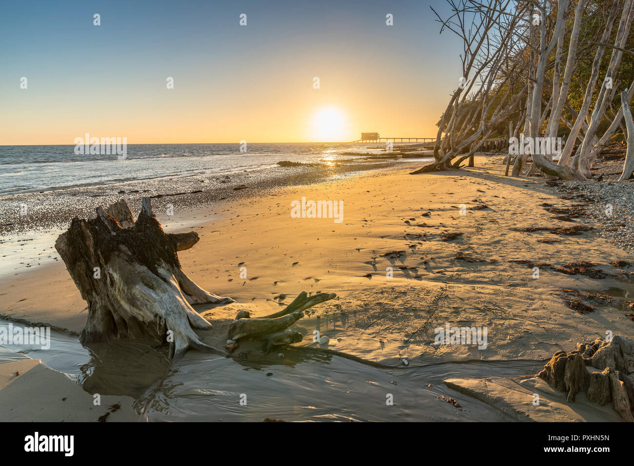 Dead Tree at Bembridge Beach, Isle of Wight Stock Photo