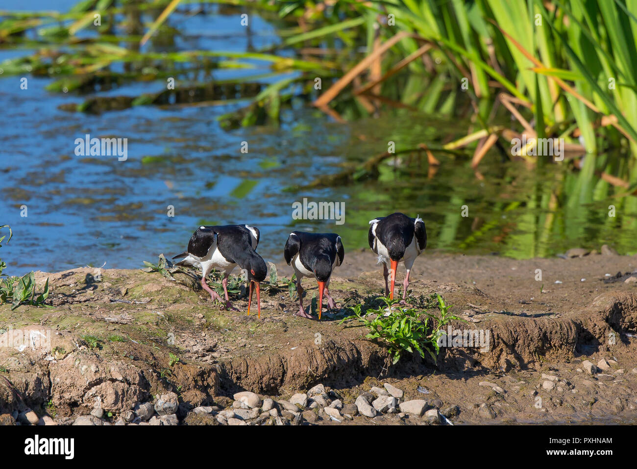 Wetland UK oystercatcher wading birds (Haematopus ostralegus) standing side by side heads down beaks probing for earthworms in British summer sunshine. Stock Photo