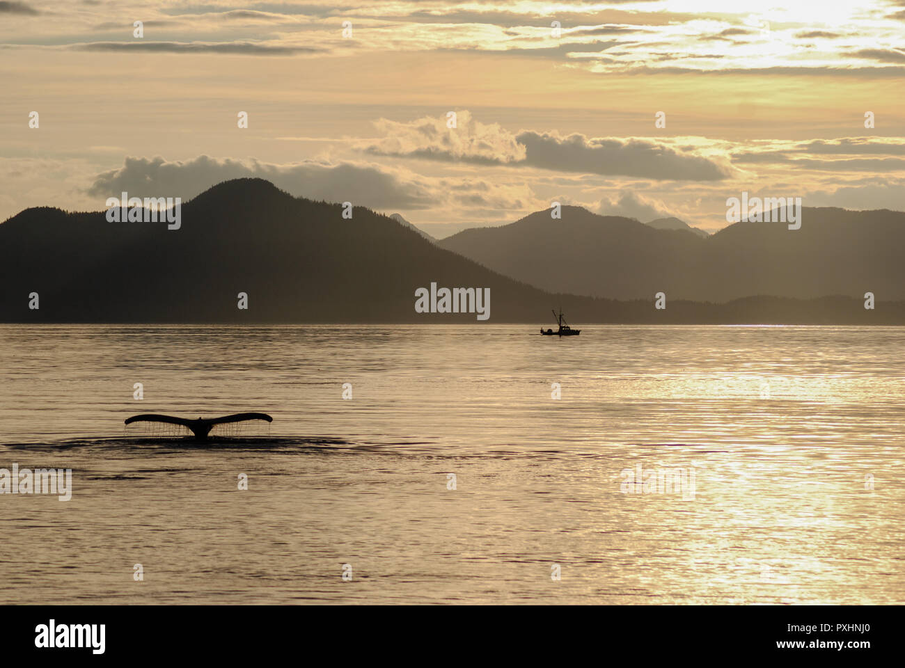 Humpback whale  in Alaska takes an evening dive with a fishing boat in the background in a quiet channel off Petersburg Alaska Stock Photo