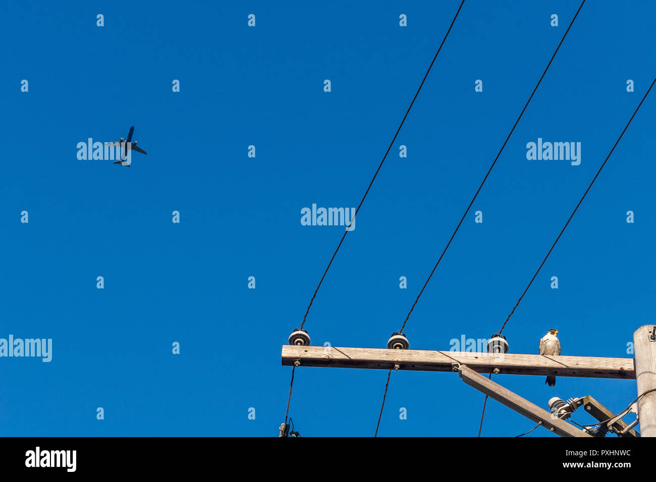 Peregrine falcon perched on a utility pole Stock Photo