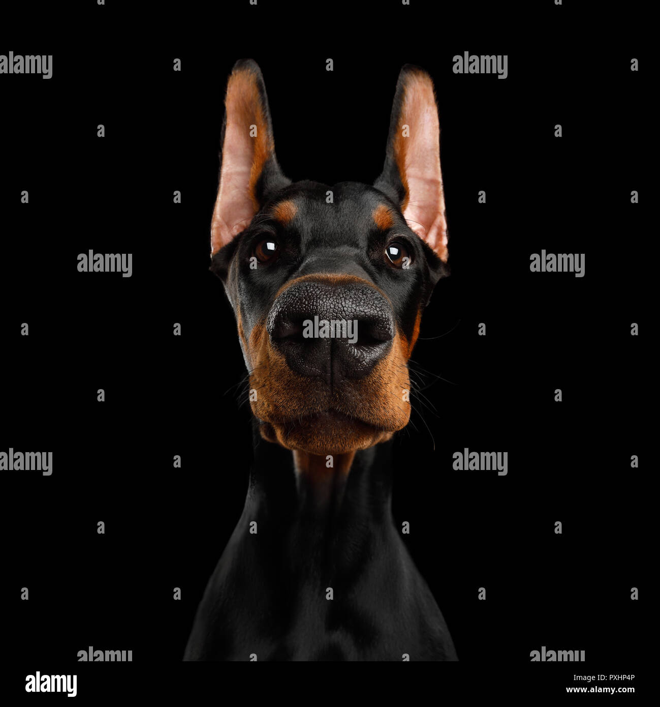 Closeup Funny Portrait of Doberman Dog with big nose Stare in Camera
