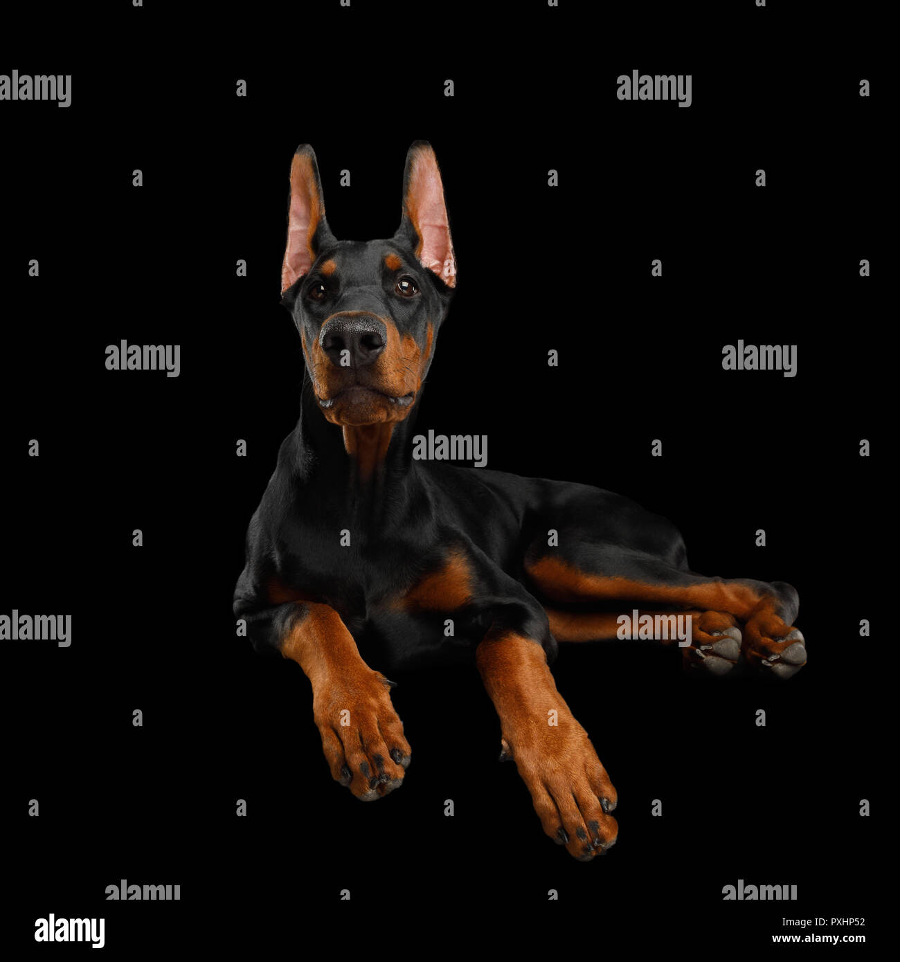 Paws Doberman High Resolution Stock Photography and Images