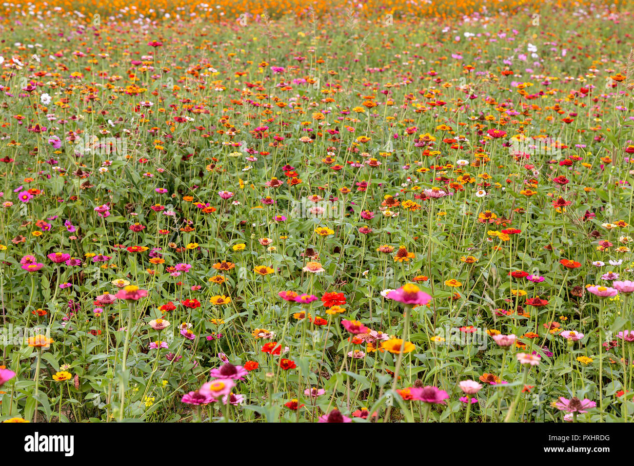 Endless field of colorful cosmos flowers in South Korea Stock Photo Alamy