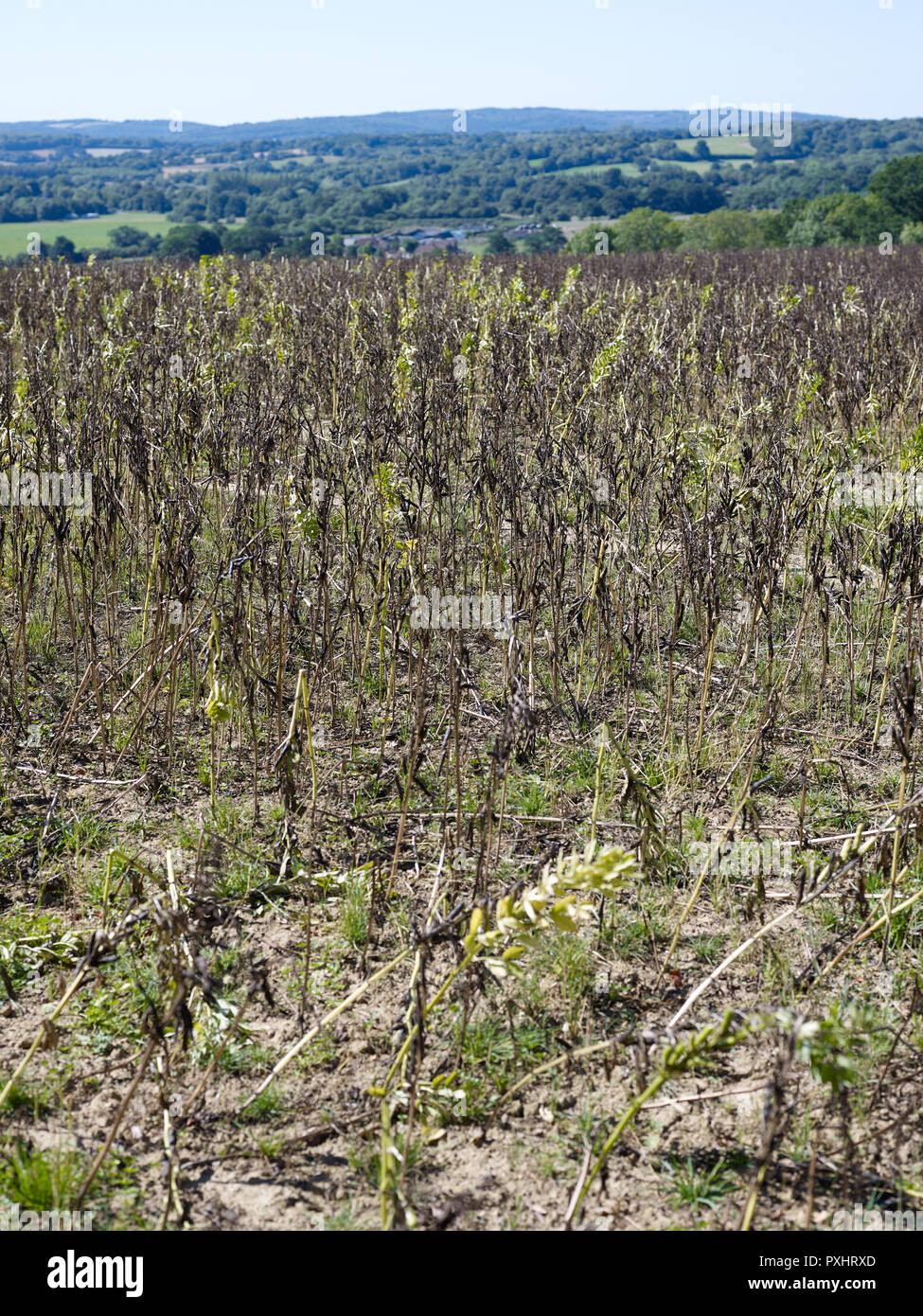Soybean on farmland in Kent, England, United Kingdom Stock Photo Alamy
