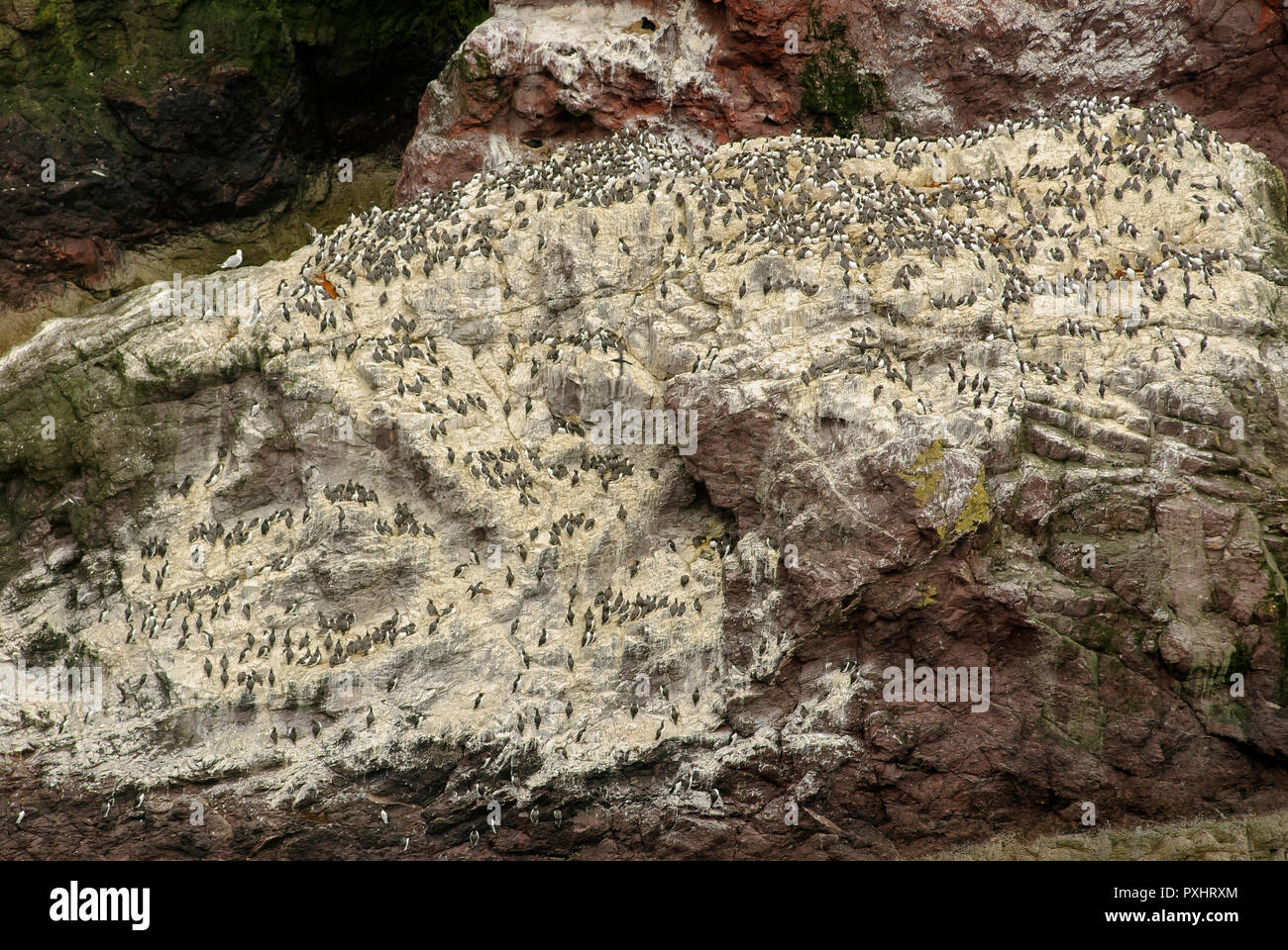 Guillemots roosting and nesting at St. Abbs Head, Scottish Borders Stock Photo