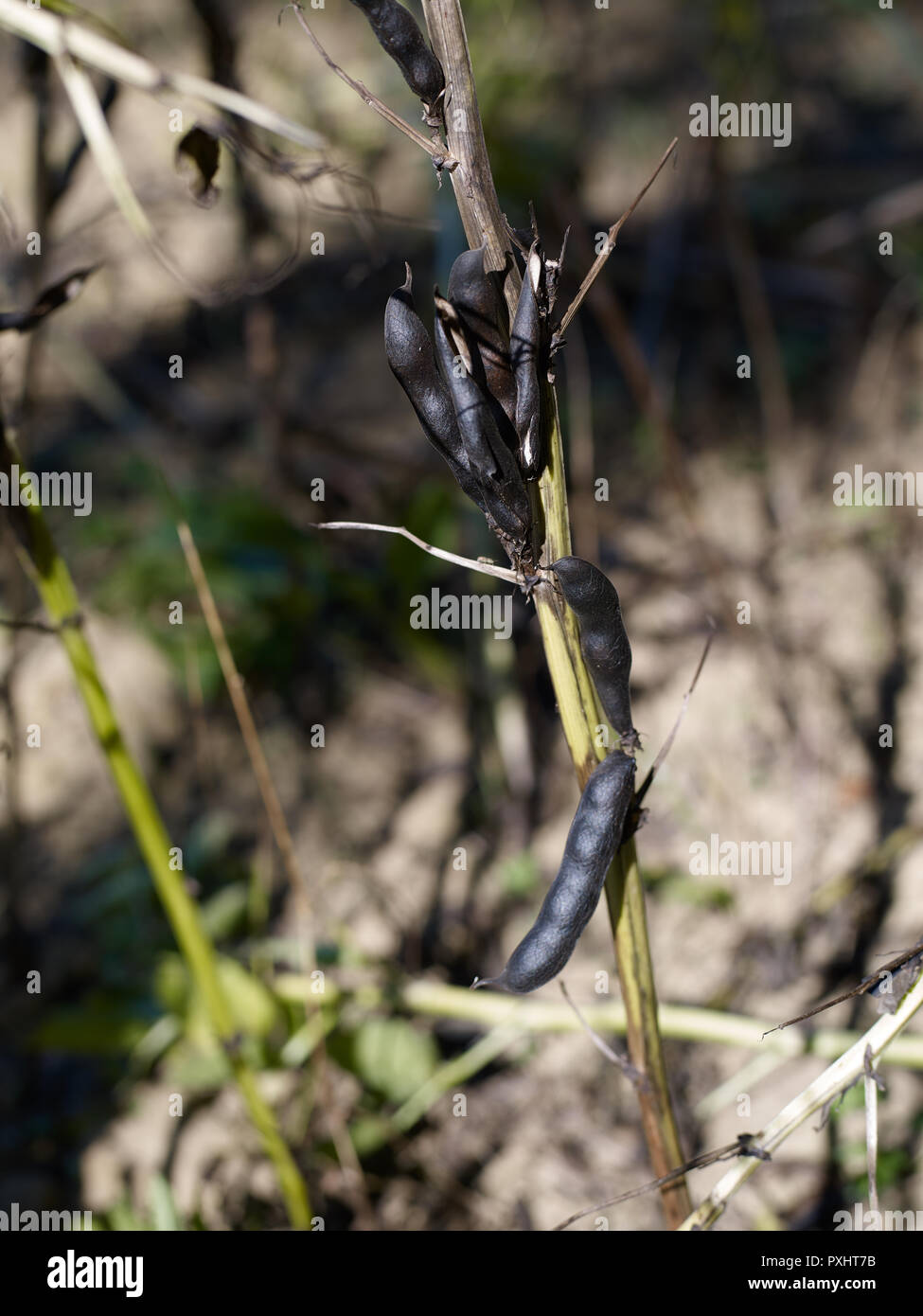 Soybean on farmland in Kent, England, United Kingdom Stock Photo Alamy