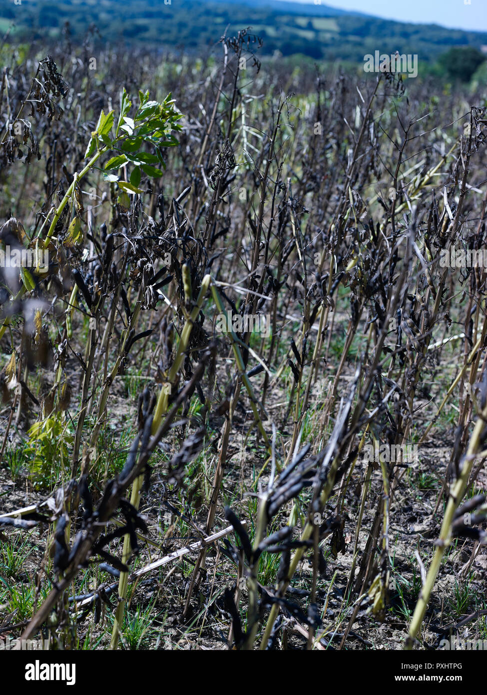 Soybean on farmland in Kent, England, United Kingdom Stock Photo Alamy