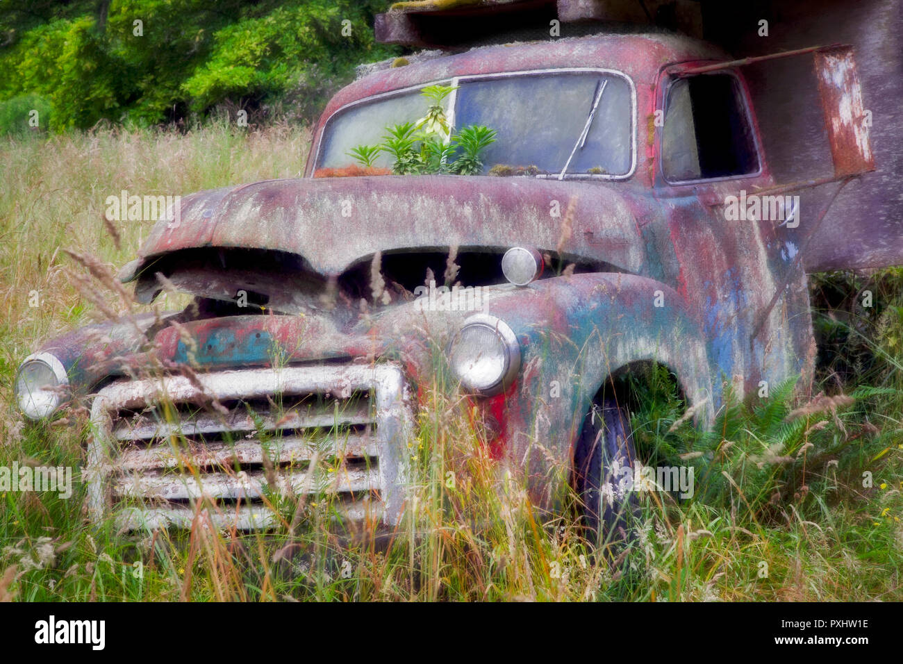 Old truck in field near Sequim, Washington. Stock Photo