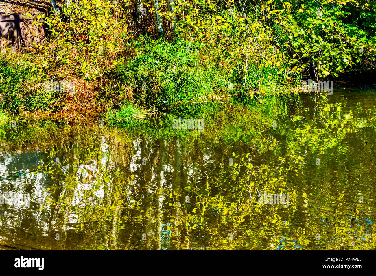 Green Yellow Reflection Water Abstract Issaquah Creek at Salmon Hatchery Issaquah Washington Stock Photo