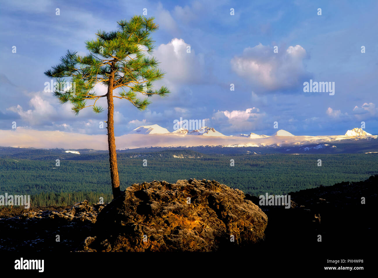 Ponderosa Pine growing in AA lava with Cascade peaks. Newberry National Volcanic Monument, Oregon Stock Photo