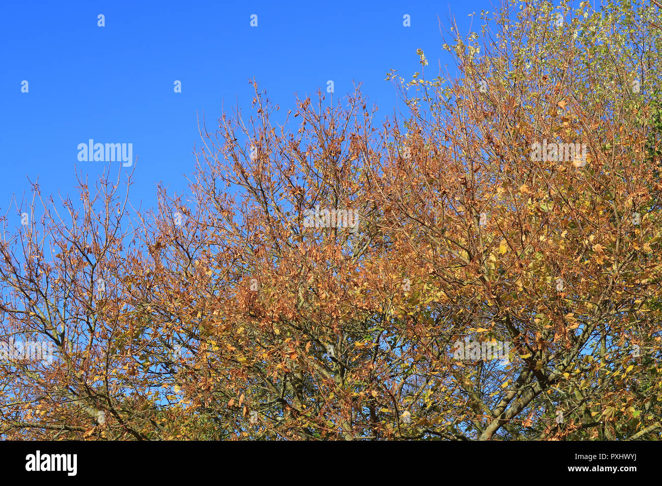 A concept image showing the beautiful golden colours of Autumn trees ...