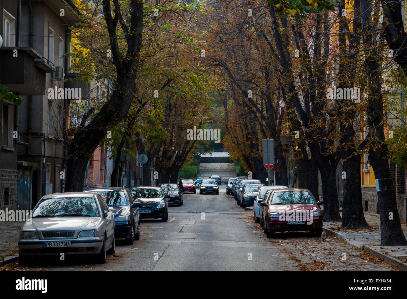 Autumn leaves falling in tree lined streets of Plovdiv, Bulgaria Stock Photo