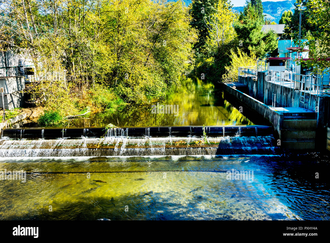 Fish Reflection Issaquah Creek Culvert at Salmon Hatchery Issaquah