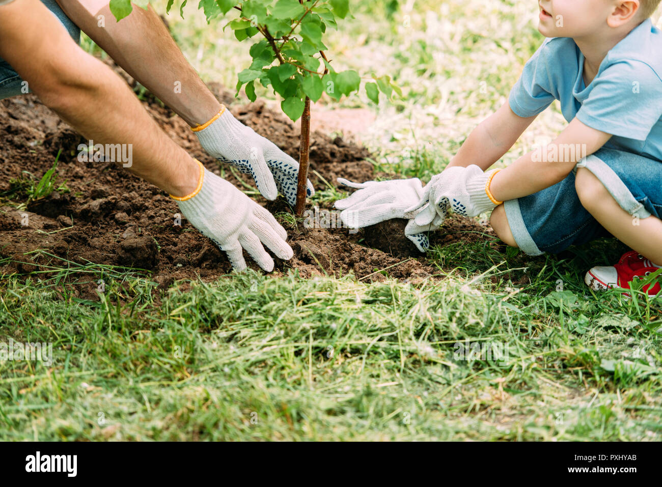 Пара посадила деревья. Дети сажают деревья. Сажать деревья. Дети сажают растения. Люди садят деревья.