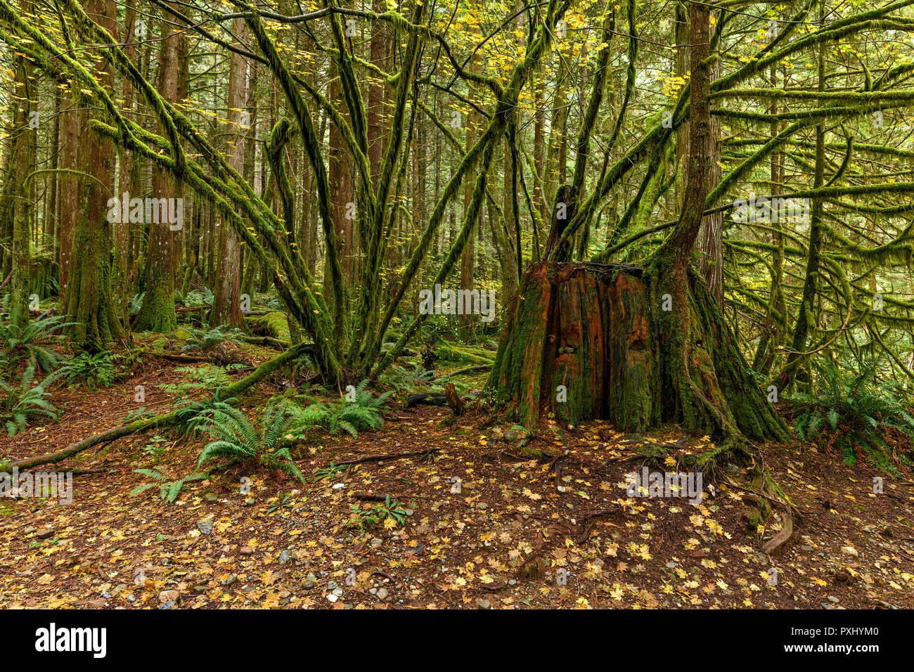 Lush vegetation and giant tree trunk in the Golden Ears Provincial Park, British Columbia, Canada Stock Photo