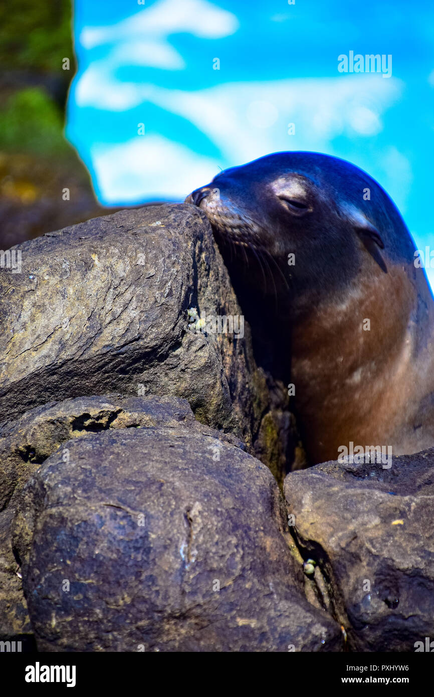 Curious sea lion on the rocks of La Jolla Cove, in La Jolla, California Stock Photo