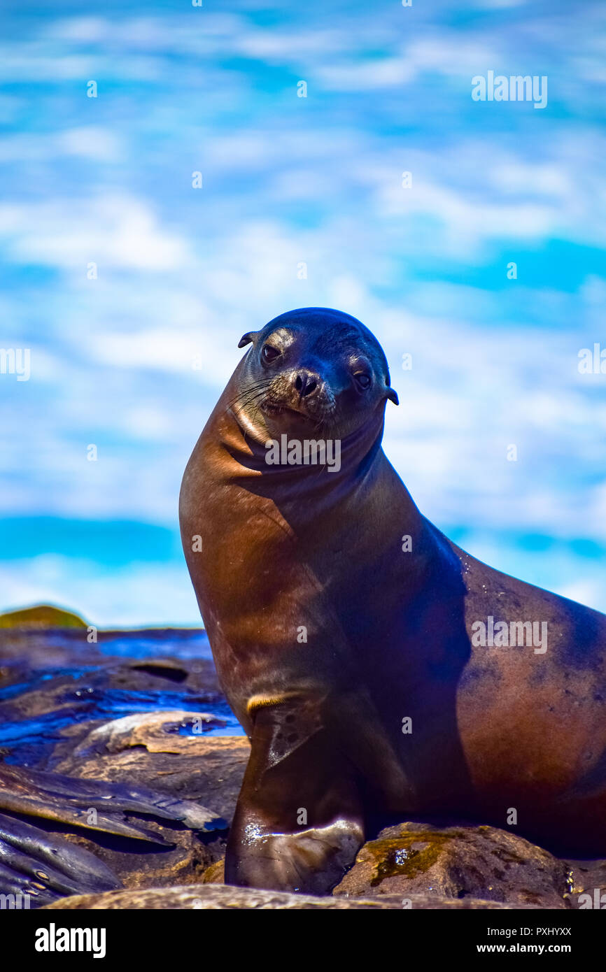 Curious sea lion on the rocks of La Jolla Cove, in La Jolla, California Stock Photo